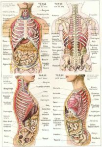 Anatomie-Physiologie